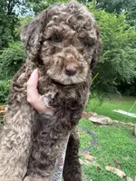 Mr.twix, a male Labradoodle and Poodle - Standard  for sale in Gastonia, NC – 4 of 10