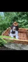 King, a male Labradoodle and Poodle - Standard  for sale in Gastonia, NC – 4 of 10
