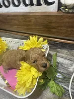 Riser toy/micro, a female Poodle - Toy  and Miniature Goldendoodle for sale in Gastonia, NC – 2 of 9