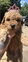 Rema toy/micro, a female Poodle - Toy  and Miniature Goldendoodle for sale in Gastonia, NC – 7 of 7