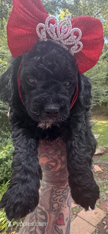Black widow – Miniature Goldendoodle puppy for sale in Gastonia, NC