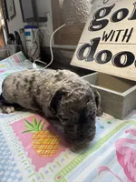 Blues clues, a male Miniature Aussiedoodle and Miniature Goldendoodle for sale in Gastonia, NC – 3 of 6