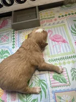Rocky, a male Miniature Aussiedoodle and Miniature Goldendoodle for sale in Gastonia, NC – 3 of 3