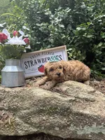 Crimson toy/ micro, a female Miniature Goldendoodle for sale in Gastonia, NC – 6 of 6
