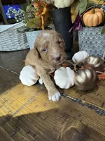 Little red, a female Miniature Goldendoodle for sale in Gastonia, NC – 4 of 7