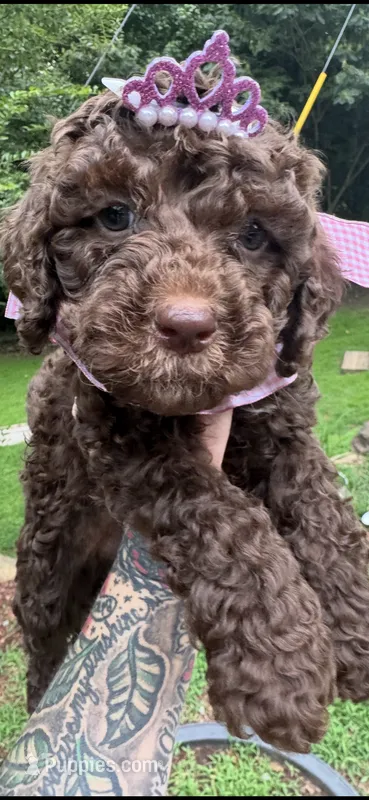 Kisses – Labradoodle, Poodle - Standard  puppy for sale in Gastonia, NC