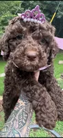 Kisses, a female Labradoodle and Poodle - Standard  for sale in Gastonia, NC – 1 of 8