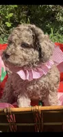 Delilah, a female Goldendoodle for sale in Gastonia, NC – 4 of 7