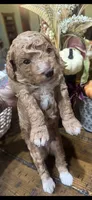 Prince , a male Miniature Goldendoodle for sale in Gastonia, NC – 5 of 5