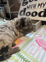 Blues clues, a male Miniature Aussiedoodle and Miniature Goldendoodle for sale in Gastonia, NC – 5 of 6