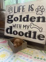 Red runt, a male Miniature Goldendoodle for sale in Gastonia, NC – 5 of 6