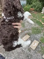 King, a male Labradoodle and Poodle - Standard  for sale in Gastonia, NC – 6 of 10