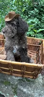 Mr.twix, a male Labradoodle and Poodle - Standard  for sale in Gastonia, NC – 10 of 10