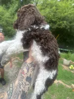 King, a male Labradoodle and Poodle - Standard  for sale in Gastonia, NC – 7 of 10
