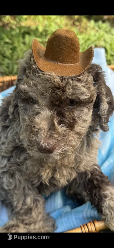 Rocko – Goldendoodle puppy for sale in Gastonia, NC