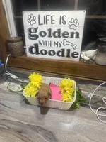 Ruby toy/ micro, a female Poodle - Toy  and Miniature Goldendoodle for sale in Gastonia, NC – 6 of 9