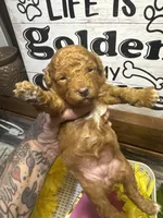 Ruby toy/ micro, a female Poodle - Toy  and Miniature Goldendoodle for sale in Gastonia, NC – 1 of 9