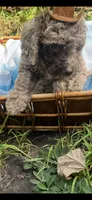 Rocko, a male Goldendoodle for sale in Gastonia, NC – 5 of 6