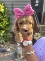 Prissy pants, a female Miniature Goldendoodle for sale in Gastonia, NC – 2 of 10
