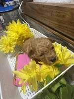 Riser toy/micro, a female Poodle - Toy  and Miniature Goldendoodle for sale in Gastonia, NC – 3 of 9
