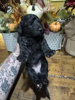 Raven, a  Miniature Goldendoodle for sale in Gastonia, NC – 3 of 6