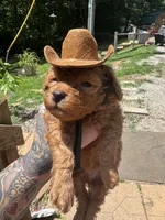 Cowboy toy/micro, a male Poodle - Toy  and Miniature Goldendoodle for sale in Gastonia, NC – 6 of 9