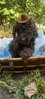 Hershey, a male Goldendoodle for sale in Gastonia, NC – 10 of 10