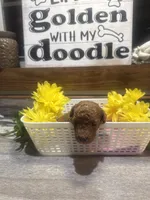 Ruby toy/ micro, a female Poodle - Toy  and Miniature Goldendoodle for sale in Gastonia, NC – 8 of 9