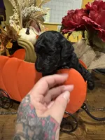 Raven, a  Miniature Goldendoodle for sale in Gastonia, NC – 2 of 6