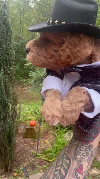 Teddy, a male Miniature Goldendoodle for sale in Gastonia, NC – 10 of 10