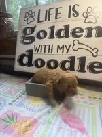 Crimson, a female Miniature Goldendoodle for sale in Gastonia, NC – 4 of 5