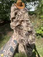 2 faced F1bb , a male Goldendoodle for sale in Gastonia, NC – 3 of 3