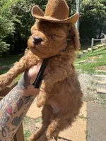 Cowboy toy/micro, a male Poodle - Toy  and Miniature Goldendoodle for sale in Gastonia, NC – 8 of 9