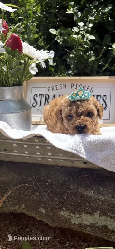 Crimson toy/ micro – Poodle - Toy , Miniature Goldendoodle puppy for sale in Gastonia, NC