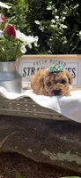 Crimson toy/ micro, a female Miniature Goldendoodle for sale in Gastonia, NC – 1 of 6