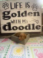 Red runt, a male Miniature Goldendoodle for sale in Gastonia, NC – 6 of 6