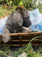 2 faced F1bb , a male Goldendoodle for sale in Gastonia, NC – 2 of 3