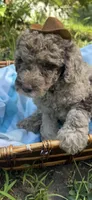 Lucky, a male Goldendoodle for sale in Gastonia, NC – 4 of 5