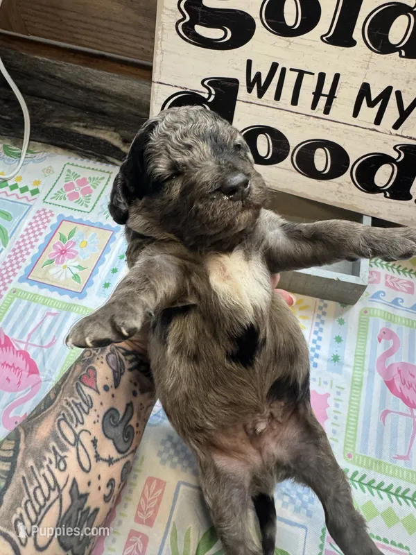 Blues clues – Miniature Aussiedoodle, Miniature Goldendoodle puppy for sale in Gastonia, NC