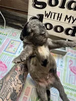 Blues clues, a male Miniature Aussiedoodle and Miniature Goldendoodle for sale in Gastonia, NC – 1 of 6