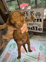 Red runt, a male Miniature Goldendoodle for sale in Gastonia, NC – 2 of 6
