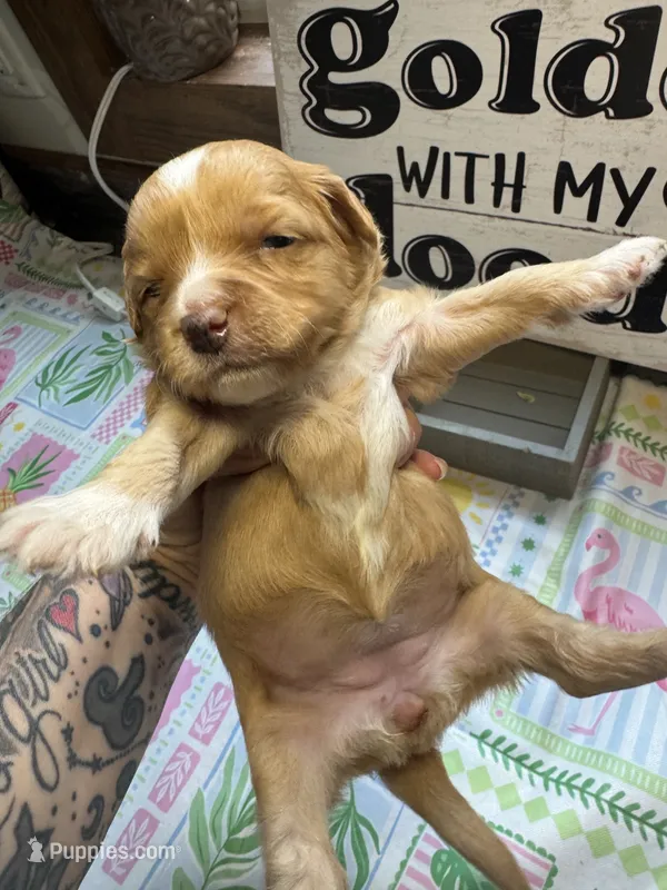 Rosey – Miniature Aussiedoodle, Miniature Goldendoodle puppy for sale in Gastonia, NC