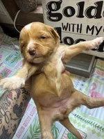 Rosey, a female Miniature Aussiedoodle and Miniature Goldendoodle for sale in Gastonia, NC – 1 of 4