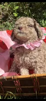 Delilah, a female Goldendoodle for sale in Gastonia, NC – 5 of 7