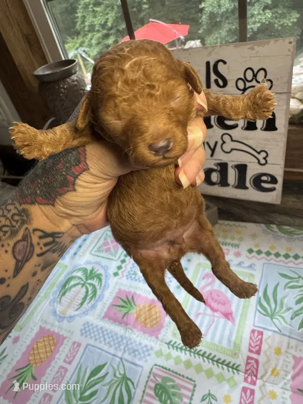 Red runt – Miniature Goldendoodle puppy for sale in Gastonia, NC