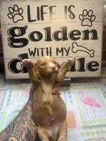 Rufus , a male Miniature Aussiedoodle and Miniature Goldendoodle for sale in Gastonia, NC – 5 of 5