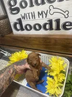 Red runt toy/micro, a male Poodle - Toy  and Miniature Goldendoodle for sale in Gastonia, NC – 2 of 7