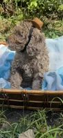 Rocko, a male Goldendoodle for sale in Gastonia, NC – 4 of 6