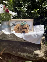 Crimson toy/ micro, a female Miniature Goldendoodle for sale in Gastonia, NC – 5 of 6