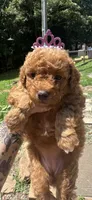 Ruby toy/ micro, a female Miniature Goldendoodle for sale in Gastonia, NC – 5 of 5